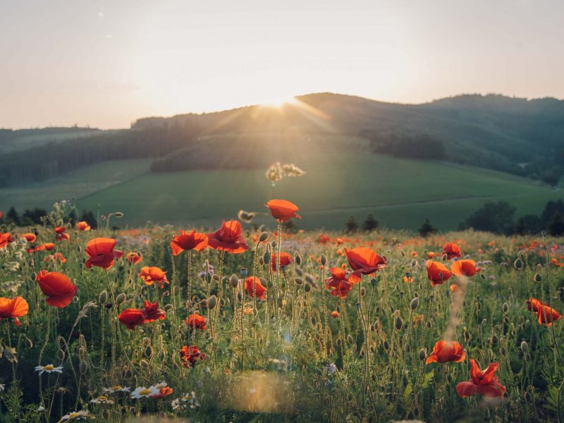 mohnblumen
